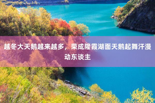 越冬大天鹅越来越多，荣成隆霞湖面天鹅起舞汗漫动东谈主